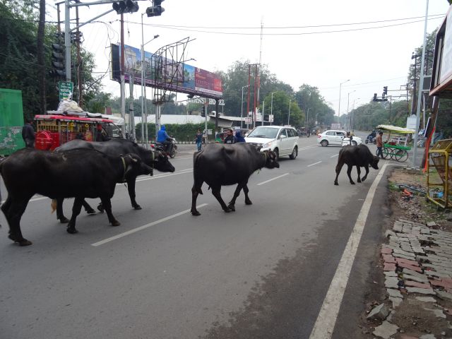 Jhansi